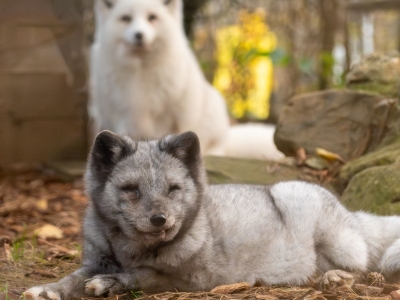 Arctic fox - De Zonnegloed - Animal park - Animal refuge centre 